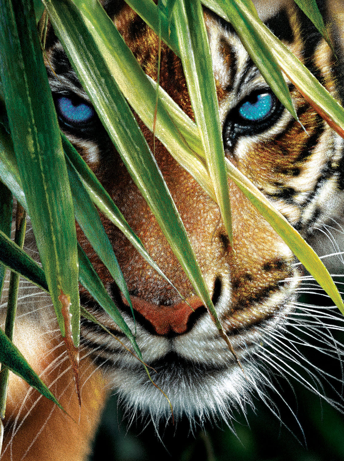 Blue Eyes - 1000 Piece Jigsaw Puzzle