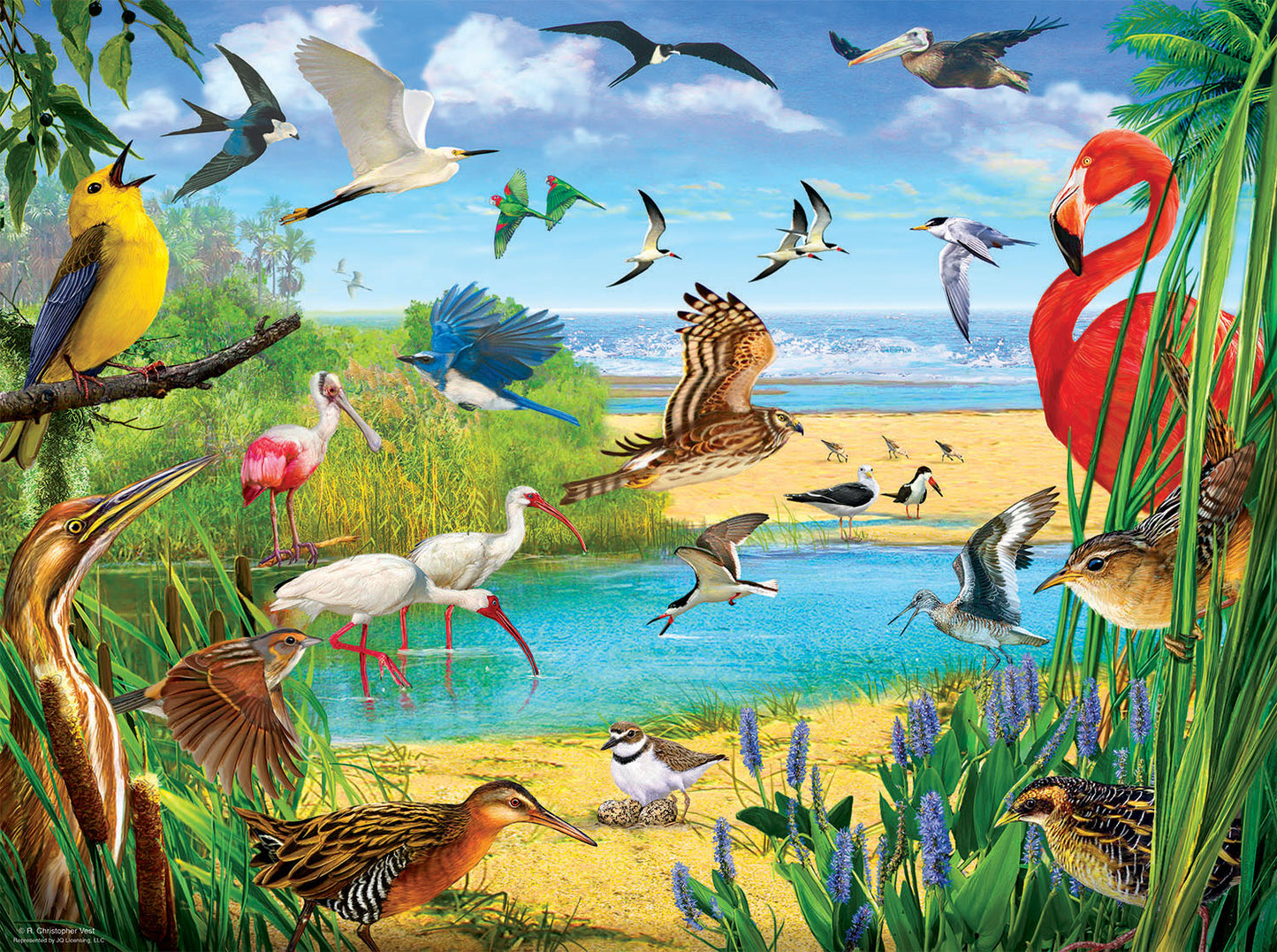 Florida Birds - 1000 Piece Jigsaw Puzzle