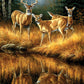 Whitetail Reflections - 550 Piece Jigsaw Puzzle