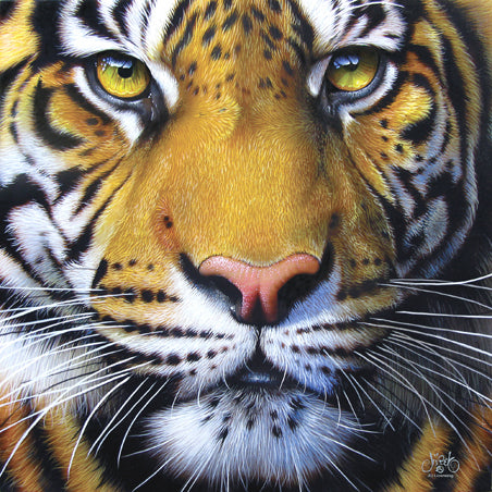 Golden Tiger Face - 1000 Piece Jigsaw Puzzle