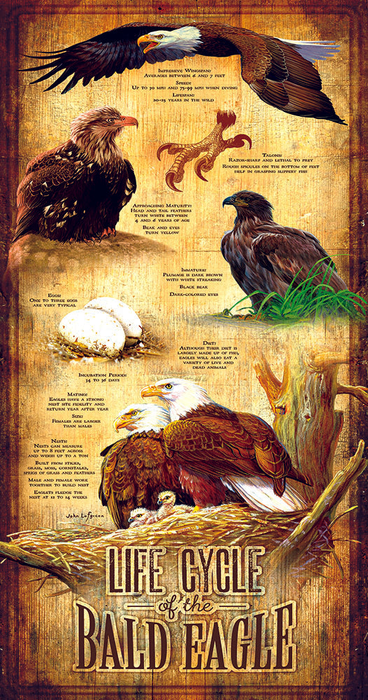 Life Cycle of the Bald Eagle - 500 Piece Jigsaw Puzzle