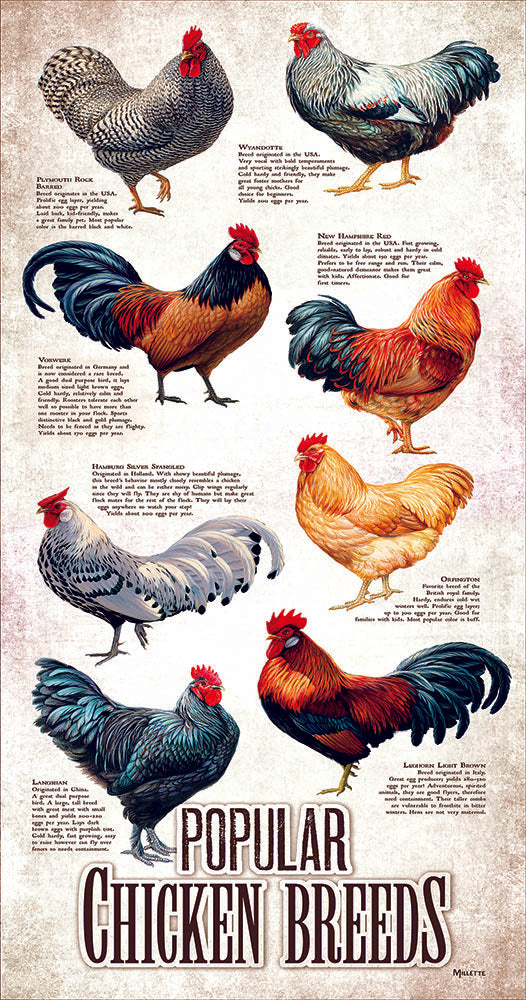 Popular Chicken Breeds - 500 Piece Jigsaw Puzzle